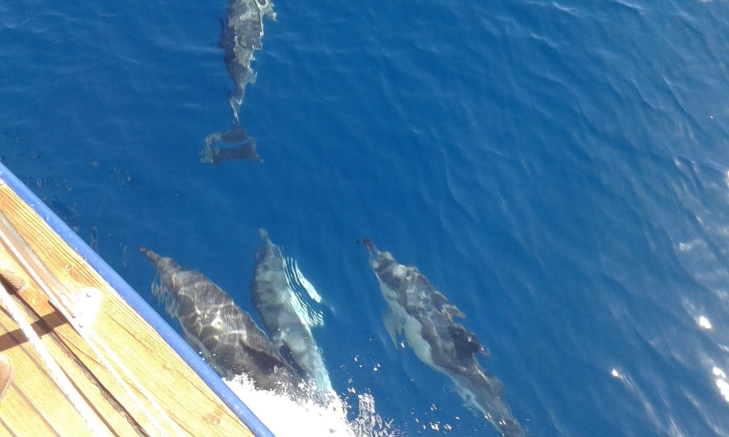Experiencias náuticas únicas en la Costa del Sol.